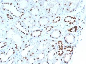 Antibody anti-PAX8 PAX81492 BSA 100 µg