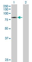 Anti-CAMK2G Mouse Polyclonal Antibody