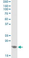 Anti-CEBPG Antibody Pair