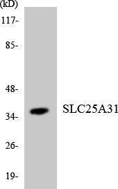 Anti-SLC25A31 antibody