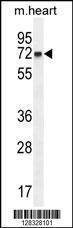 Anti-CCDC148 Rabbit Polyclonal Antibody