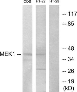 Antibody anti-MEK1 MEK2 A95531-100 100 µg