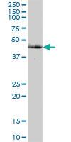 Anti-CAMK2G Mouse Polyclonal Antibody