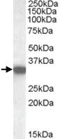 Anti-HADH Goat Polyclonal Antibody