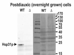 Anti-HSP31P Antibody (A85044) (0.05µg/ml) staining of yeast lysate (wt) and the KO (delta) in the left panel and the Ponceau stain in the right panel (35µg protein in RIPA buffer). Primary incubation was 1 hour. Detected by chemiluminescence.