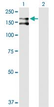 Anti-CD109 Rabbit Polyclonal Antibody