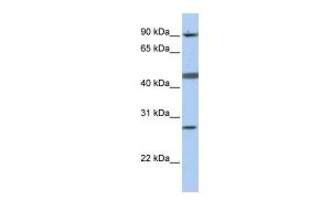 Anti-CENPI Rabbit Polyclonal Antibody