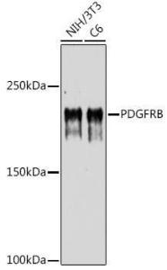 Antibody A8929-100 100 µl