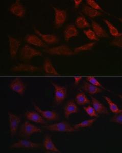 Immunofluorescence analysis of NIH/3T3 cells using Anti-Smad2 Antibody (A93131) at a dilution of 1:100 (40X lens). DAPI was used to stain the cell nuclei (blue)