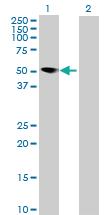 Anti-MNDA Mouse Polyclonal Antibody