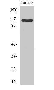 Western blot analysis of various cells using Anti-ARHGEF1 Antibody