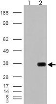 Anti-HADH Goat Polyclonal Antibody