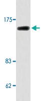 Anti-MLH3 Rabbit Polyclonal Antibody