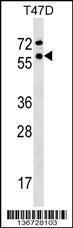 Anti-GTF2F1 Rabbit Polyclonal Antibody (PE (Phycoerythrin))