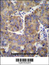 Anti-EIF3H Rabbit Polyclonal Antibody (HRP (Horseradish Peroxidase))