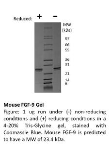 Animal-Free Mouse FGF-9