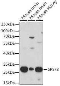 Anti-SRSF8 Rabbit Polyclonal Antibody