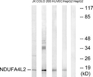 Antibody anti-NDUFA4L2 100 µg