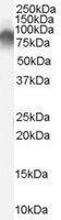 Anti-RDX Goat Polyclonal Antibody