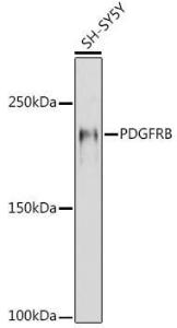 Antibody A8929-100 100 µl