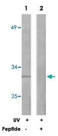 Anti-BCL2L1 Rabbit Polyclonal Antibody