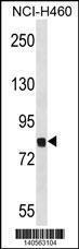 Anti-DYRK1A Rabbit Polyclonal Antibody (Biotin)