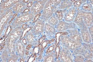 Immunohistochemistry analysis of paraffin-embedded mouse kidney using Anti-Raptor Antibody [ARC1375] (A309112) at a dilution of 1:100 (40X lens). Perform microwave antigen retrieval with 10 mM Tris/EDTA buffer pH 9.0 before commencing with IHC staining protocol