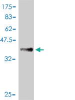 Anti-DIDO1 Mouse Polyclonal Antibody