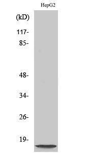 Antibody anti-NDUFA4L2 100 µg