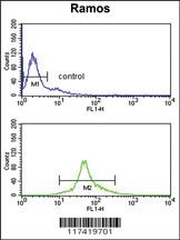 Anti-IRF5 Rabbit Polyclonal Antibody