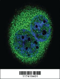 Anti-IRF5 Rabbit Polyclonal Antibody