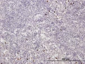 Anti-MNDA Mouse Polyclonal Antibody