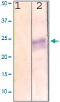 Anti-RHO Rabbit Polyclonal Antibody