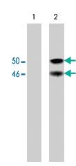 Anti-GSK3B Mouse Monoclonal Antibody [clone: M132]