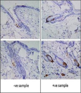 Anti-GFP Mouse Monoclonal Antibody (PE (Phycoerythrin)) [clone: 168AT1211]