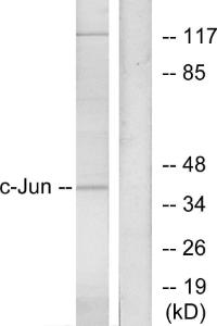 Western blot analysis of lysates from HeLa cells using Anti-c-Jun Antibody. The right hand lane represents a negative control, where the antibody is blocked by the immunising peptide