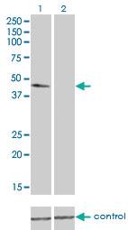 Anti-TUBA4A Mouse Monoclonal Antibody [clone: 2E11]