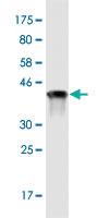 Anti-DIDO1 Mouse Monoclonal Antibody [clone: 3B1]