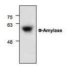 Anti-AMY1B Rabbit Polyclonal Antibody