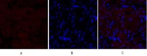 Antibody anti-MEK1 MEK2 A95531-100 100 µg