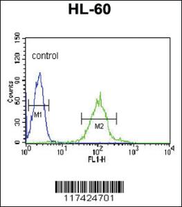 Anti-IRF8 Rabbit Polyclonal Antibody