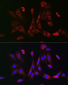 Antibody A8929-100 100 µl