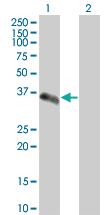 Anti-SCAMP2 Mouse Polyclonal Antibody