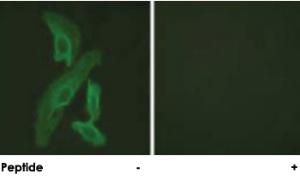 Anti-BCL2L1 Rabbit Polyclonal Antibody