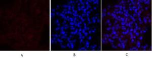 Antibody anti-MEK1 MEK2 A95531-100 100 µg