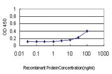 Anti-AKT1 Mouse Monoclonal Antibody [clone: 2H1]