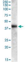 Anti-GOT1 Goat Polyclonal Antibody