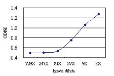 Anti-XAF1 Antibody Pair