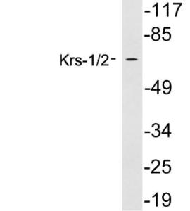 Western blot analysis of lysates from 293 cells using Anti-Krs1 + Krs2 Antibody