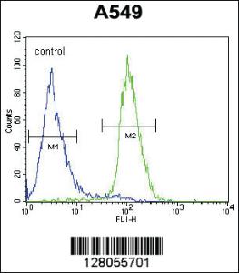 Anti-CIART Rabbit Polyclonal Antibody